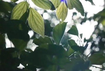 尋找百名困境兒童，聆聽童音，護苗成長